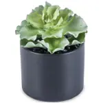 Greenery Ash decorative plant.