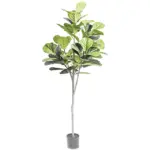 A54200039 GREENERY (ASH)